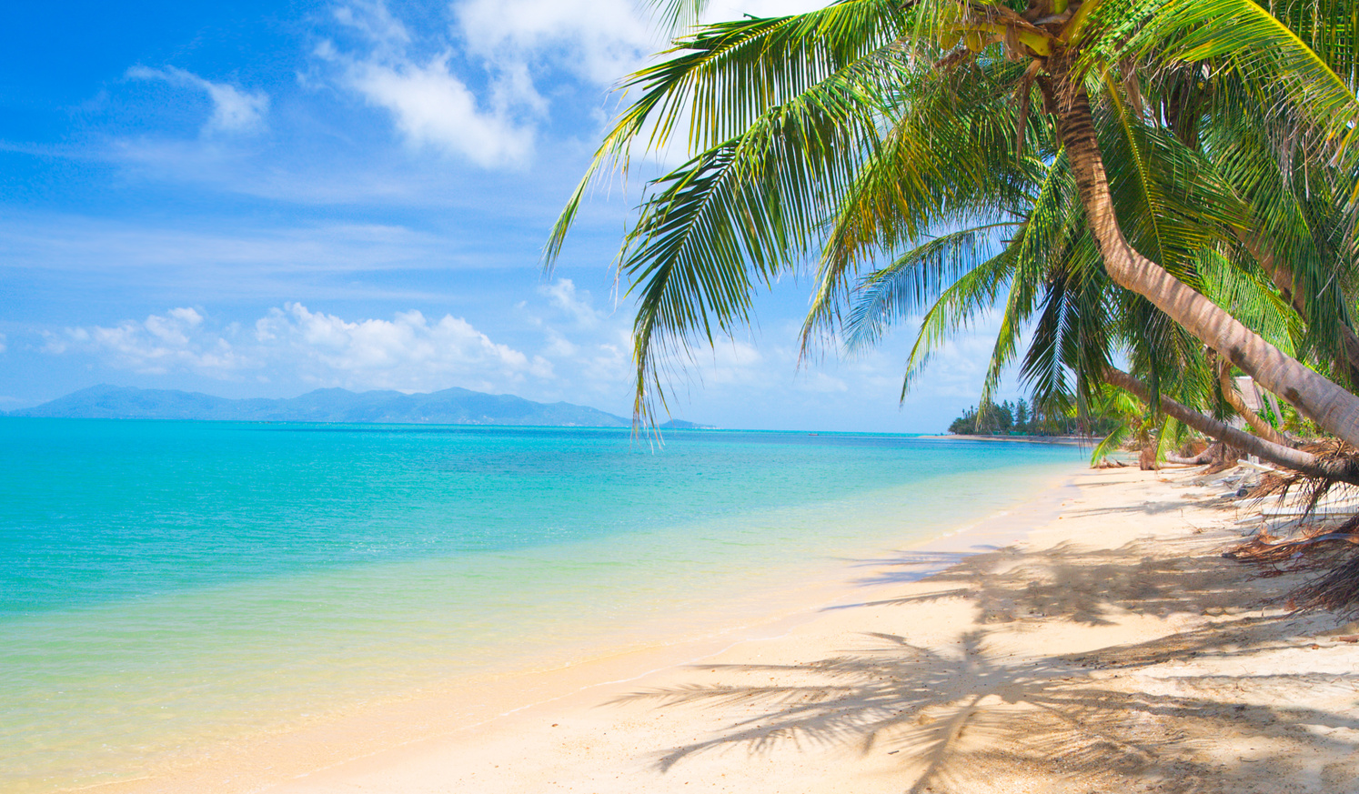 Beach with Palm Trees